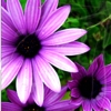 kay_brooke: Two purple flowers against a green background (spring)