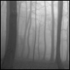 dont_turn_around: (foggy woods)