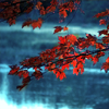 serpentine: a branch of red leaves over water (Nature - Autumn Leaves Over Water)