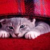 ostro_goth: (z Cats - Count grumpy)