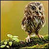 textileowl: (Default)