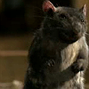 ratbastard: (hmmm)