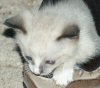 fatoudust: photo of one of our feral kittens with white nose and tail, peeking out of one of the SO's shoes (whitetail)