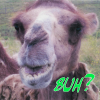 fatoudust: "Buh?" Photo of a camel looking directly at camera in some befuddlement (buh)