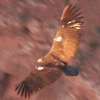 fatoudust: Condor in flight over the Grand Canyon, visible from above, tags visible (condor)