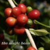 fatoudust: "the magic bean" ripe coffee beans on the tree (magic bean)