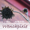 wenchpixie: a glorious denuded sunflower head against a red brick wall in perfect cold clear winter afternoon light (stock flower pixie)
