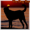 raze: a dog on a beach at sunset (the dog star)