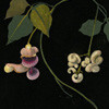 quillori: decoupage flowers (stock: decoupage)