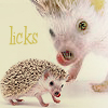 jebbypal: (hedge licks)