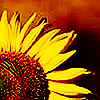 beledibabe: (Sunflower (bheerfan))