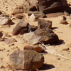 avaragarda: Rocks scattered across the Adrar Reg in Mauritania, a bleached white branch lying among them. (crumbles to the ground)