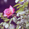 ext_134622: (Howard Link)