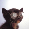 rengmaheloas: Photo of a kitty wearing glasses (Default)