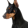 paradoxlol: (!doberman: watching or something)