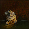 konsectatrix: a wild leopard trapped in a water tank on a tea plantation in western bengal, india, looking up. (it was rescued) (trapped)