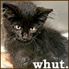 cesare: A black kitten looking dubious, and the word Whut. (kitten whut)