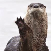 bobobbin: (otter: hey hi yeah i'm an otter)
