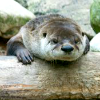 bobobbin: (otter: boo :c)