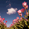 dhara: (photo - pinktulips field)