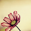 silvercharm: flower (pic#496686)