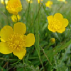 butteredcups: (buttercups)