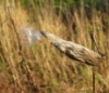 maia: (Milkweed)