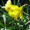 maia: (Daffodils)