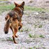 bravelyrunsaway: a red wolf running away from the camera, ears turned back toward the photographer (wolf; don't make me sad)