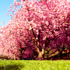 anotherveronica: a tree covered in pink flowers (stock: blossom tree)