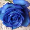 hellkitty: (blue rose)