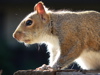 klia: (squirrel profile)