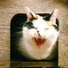 cme: A calico cat sticking its head out of a doghouse door and hissing/yowling (ranty rant)