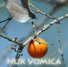 devilc: Nux Vomica, the Strychnine tree (Nux Vomica)
