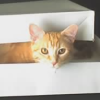 sagamew: Saga in a white shirt box, with only her head sticking out. (Saga in a Box)