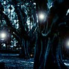 pisum_sativum: (glimmering light)