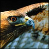 notachickenhawk: (bird: hawk)