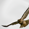 notachickenhawk: (bird: free)