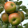 katlinel: Green apples, with a red blush, hanging from a leafy branch (Apples)