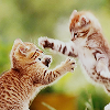 surpassingly: (kitteh: dancing with summer)