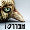 majoline: cat peering curiously upside down (Hello)