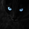 toujourschatte: (intense)
