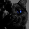 toujourschatte: (claww)