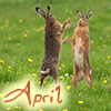 petzipellepingo: (april by magic_art)