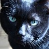 toujourschatte: (stare)