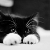 kurainokoori: (kitten)