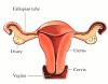 much_ado: (uterus)