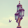 kiviraat: (Art: Bird Cage)