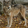 wolfmd: (Wolf: Look at the size of him.)