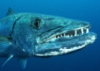 bersfish: (barracuda)